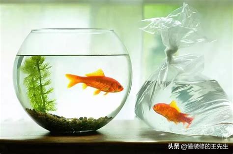 魚 死掉 家中不能種的植物